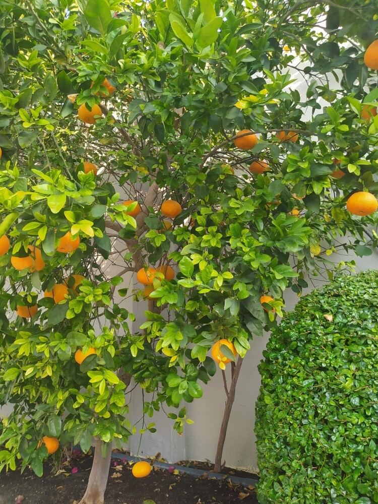 أشجار مثمره وزينه - 2