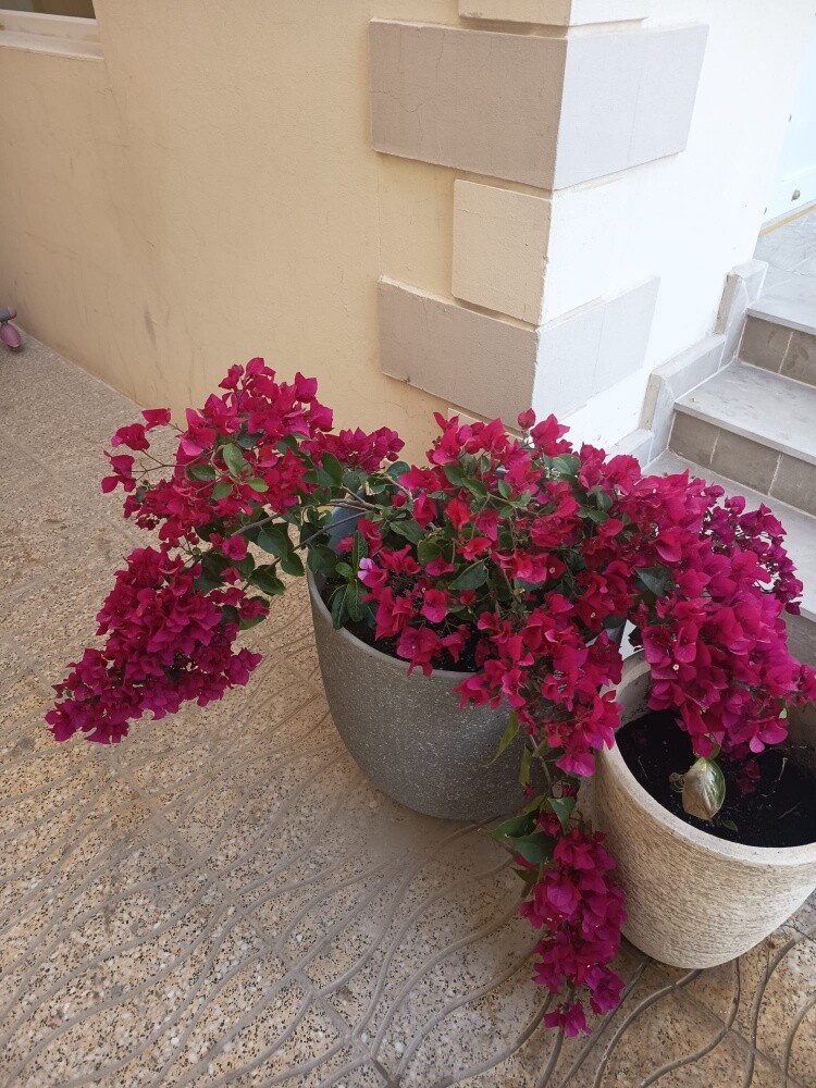 زراعة الاحواض - 2