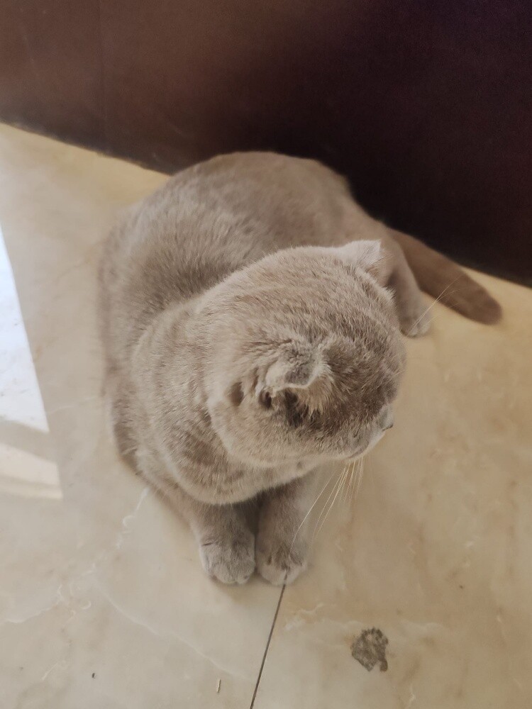British Shorthair - 2