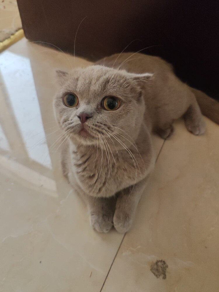 British Shorthair - 1
