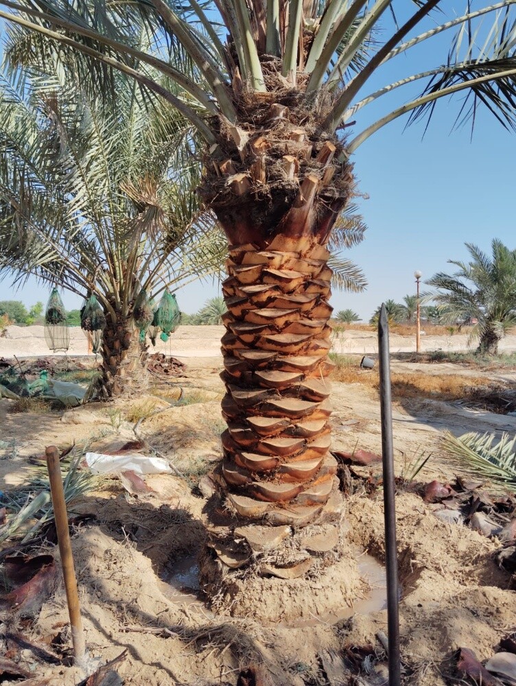 توريد وزراعة النخيل - 3
