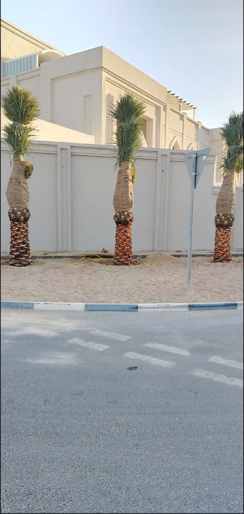 توريد وزراعة النخيل - 1
