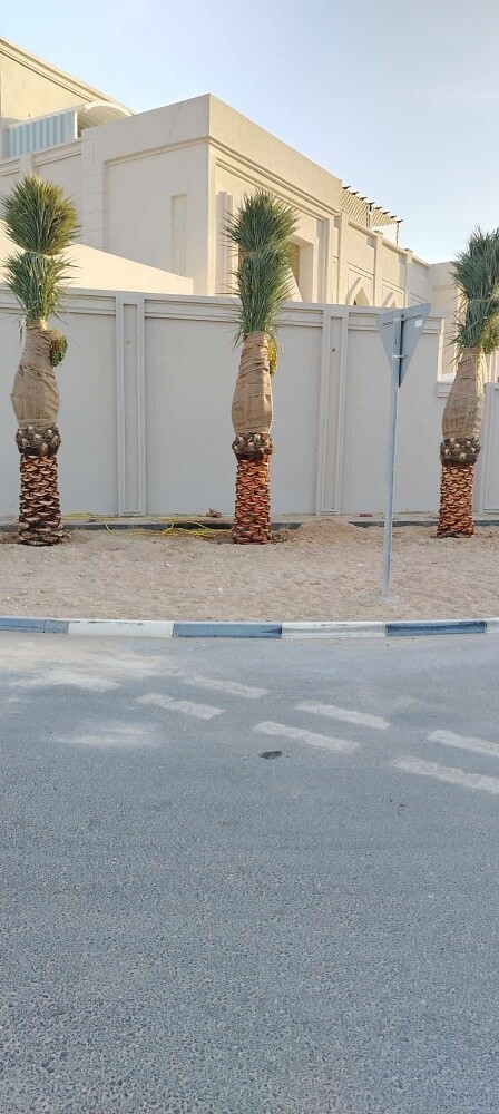 توريد وزراعة النخيل - 6