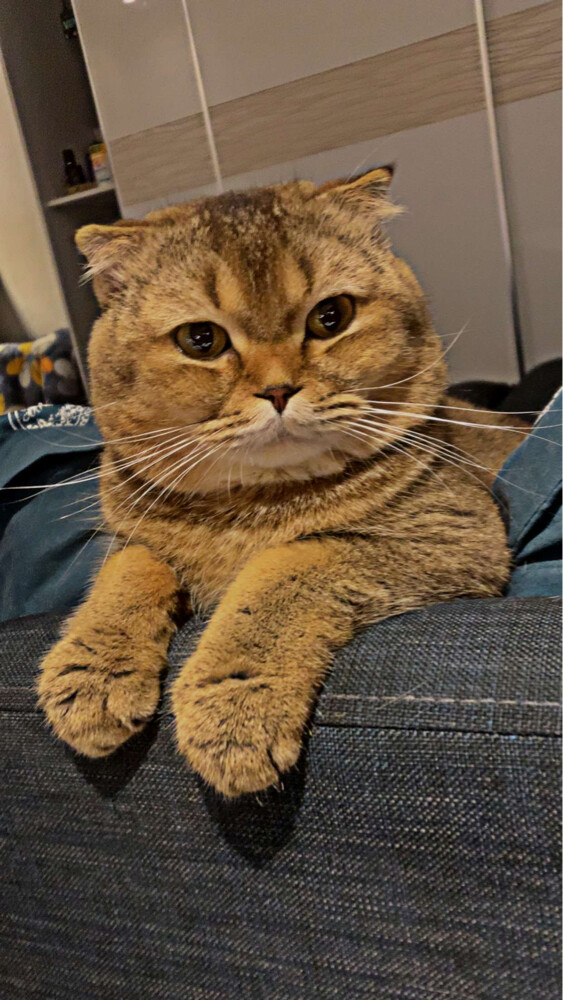 Scottish Fold - 2