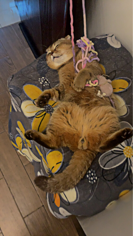 Scottish Fold - 3