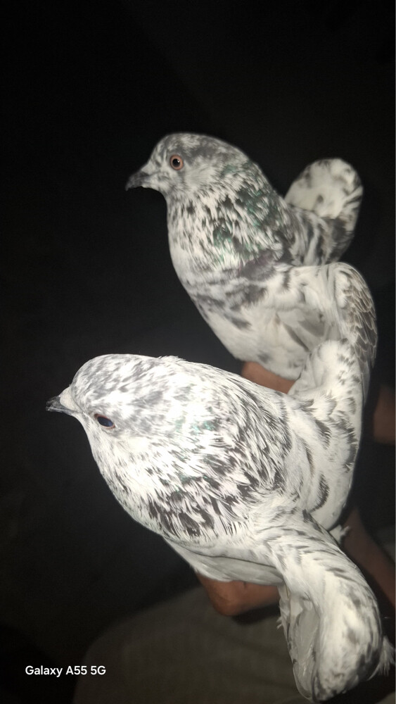Sale Pigeons Urgent - 3