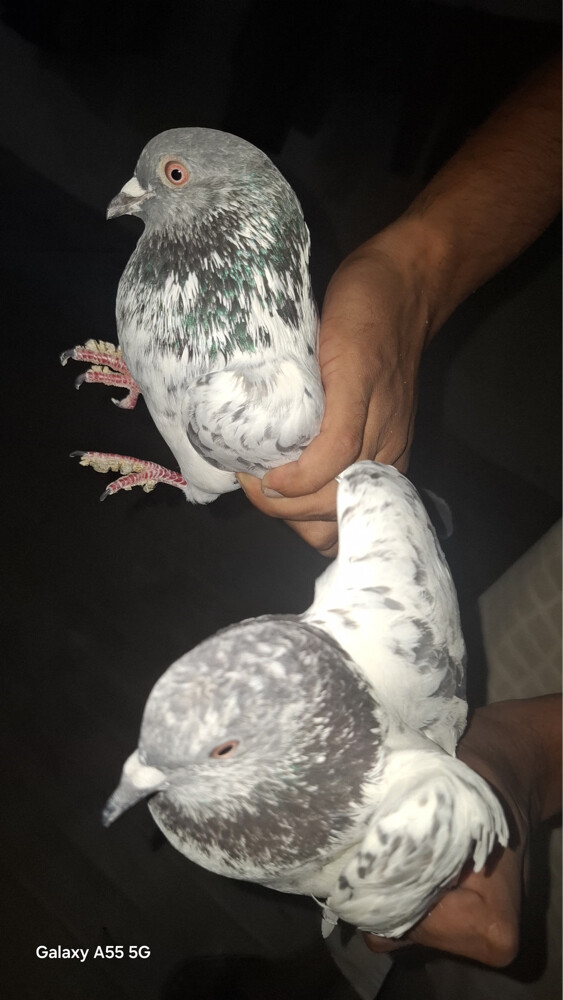 Sale Pigeons Urgent - 2