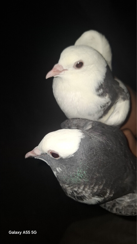 Sale Pigeons Urgent - 1