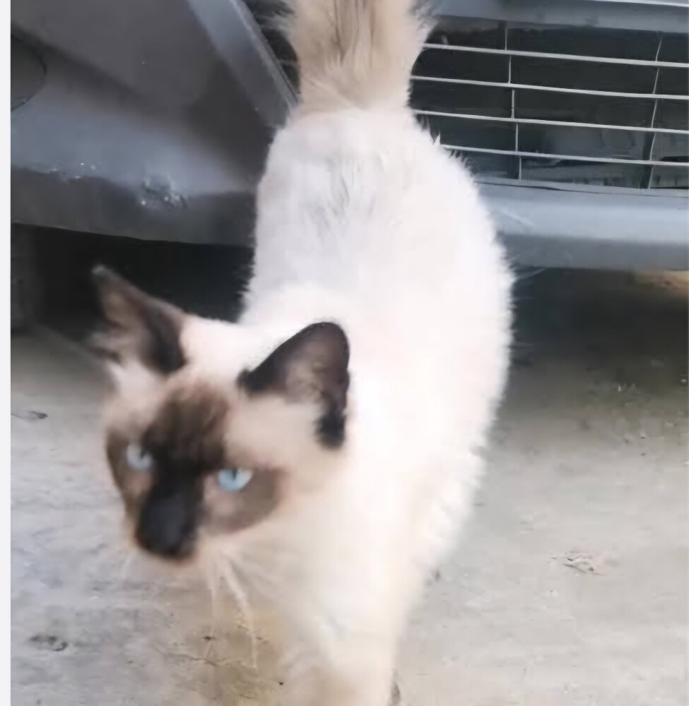 An original cat - 1