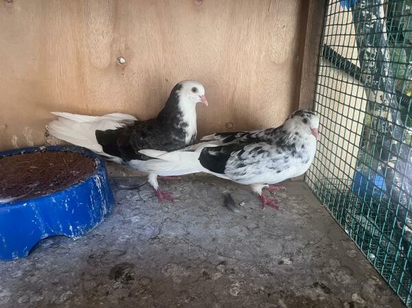 Healthy Fancy Pigeon Breeding Pair - 1