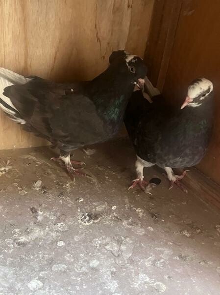 Healthy Fancy Pigeon Breeding Pair - 4