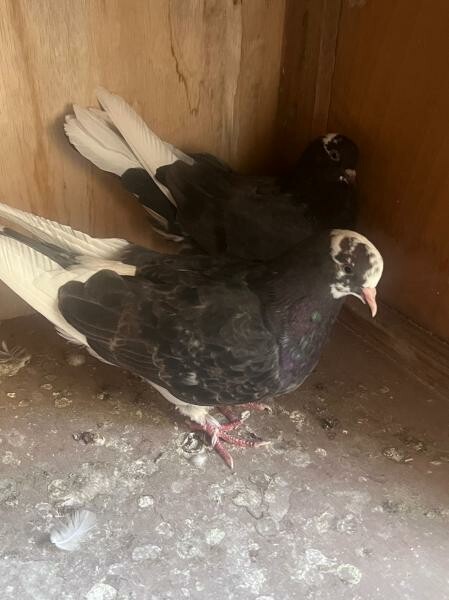 Healthy Fancy Pigeon Breeding Pair - 6
