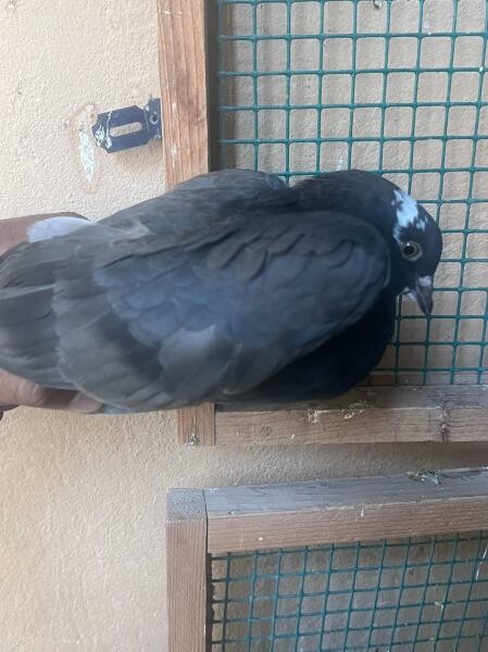 Healthy Fancy Pigeon Breeding Pair - 5