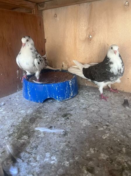 Healthy Fancy Pigeon Breeding Pair - 3