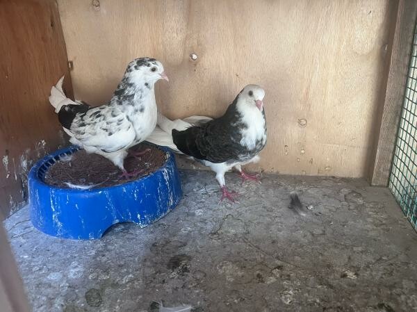 Healthy Fancy Pigeon Breeding Pair - 2