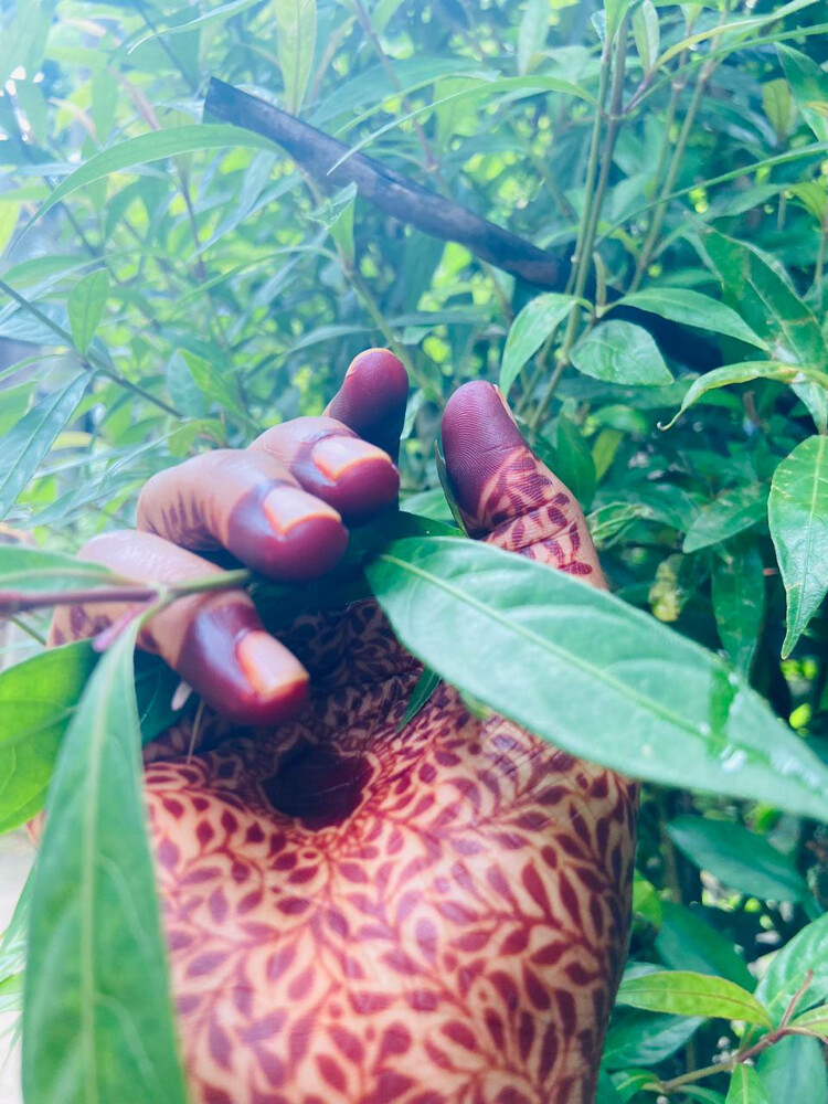 NATURAL HENNA - 5