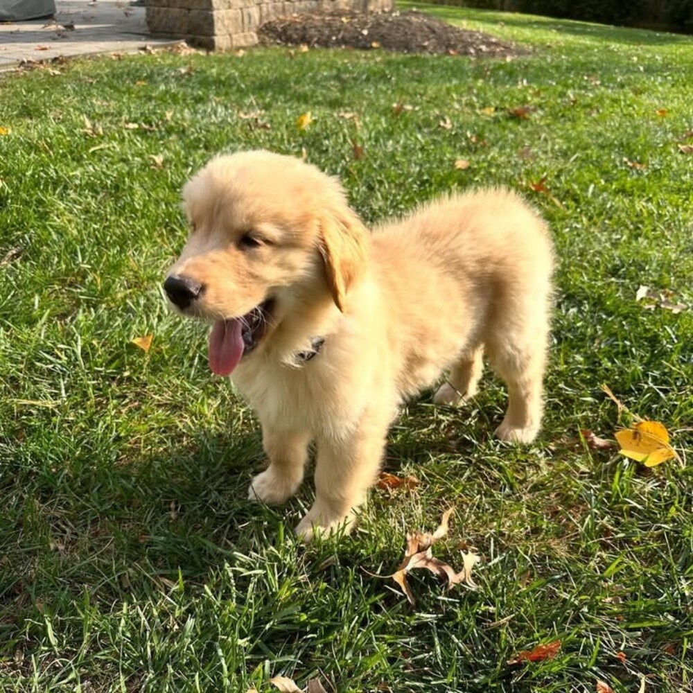 Golden Retriever Puppy - 3
