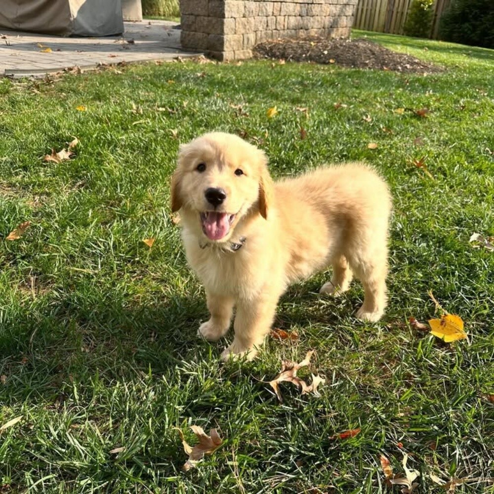 Golden Retriever Puppy - 2