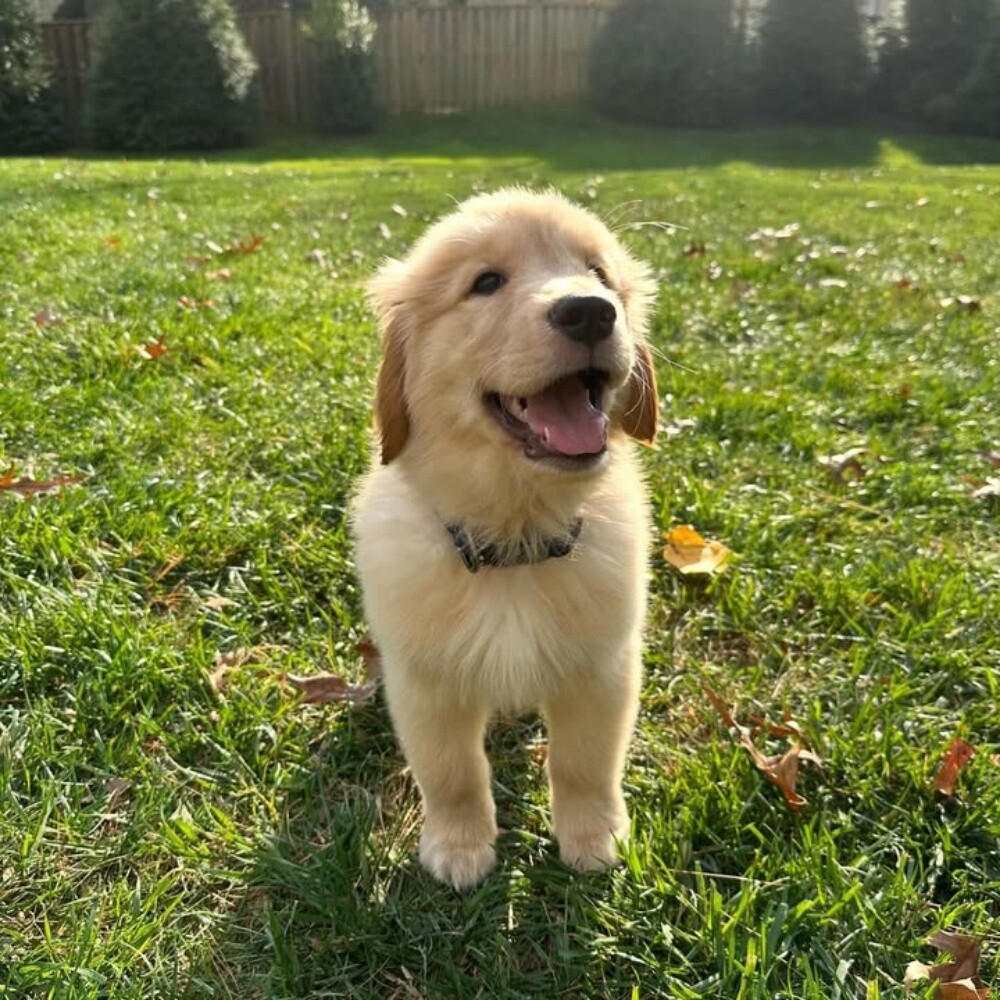 Golden Retriever Puppy - 4