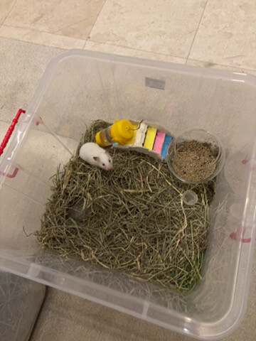 syrian newborn hamster - 7