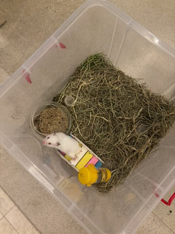 syrian newborn hamster - 4
