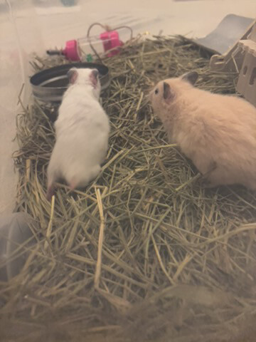 syrian newborn hamster - 5