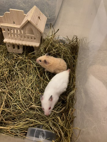 syrian newborn hamster - 3