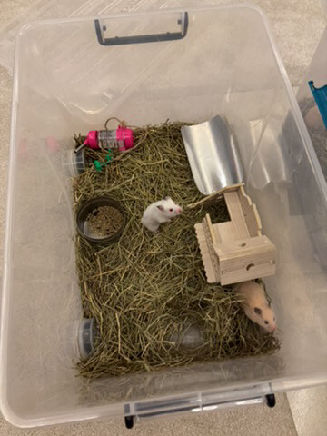 syrian newborn hamster - 9
