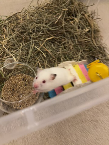 syrian newborn hamster - 2