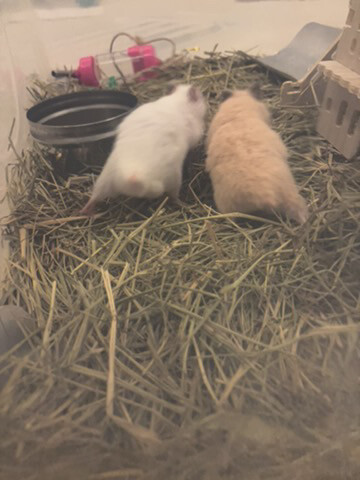 syrian newborn hamster - 6