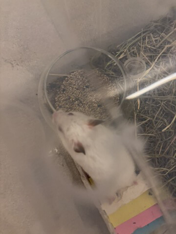 syrian newborn hamster - 1