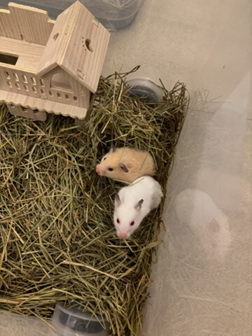 syrian newborn hamster - 8