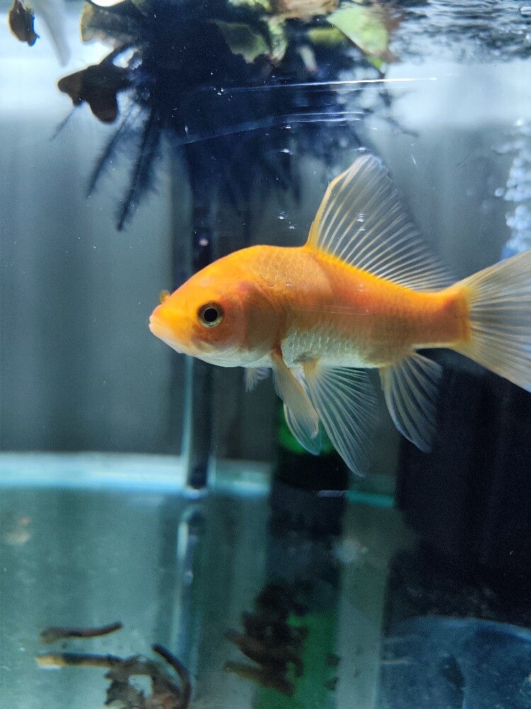 aquarium fish (goldfish/koi) - 2