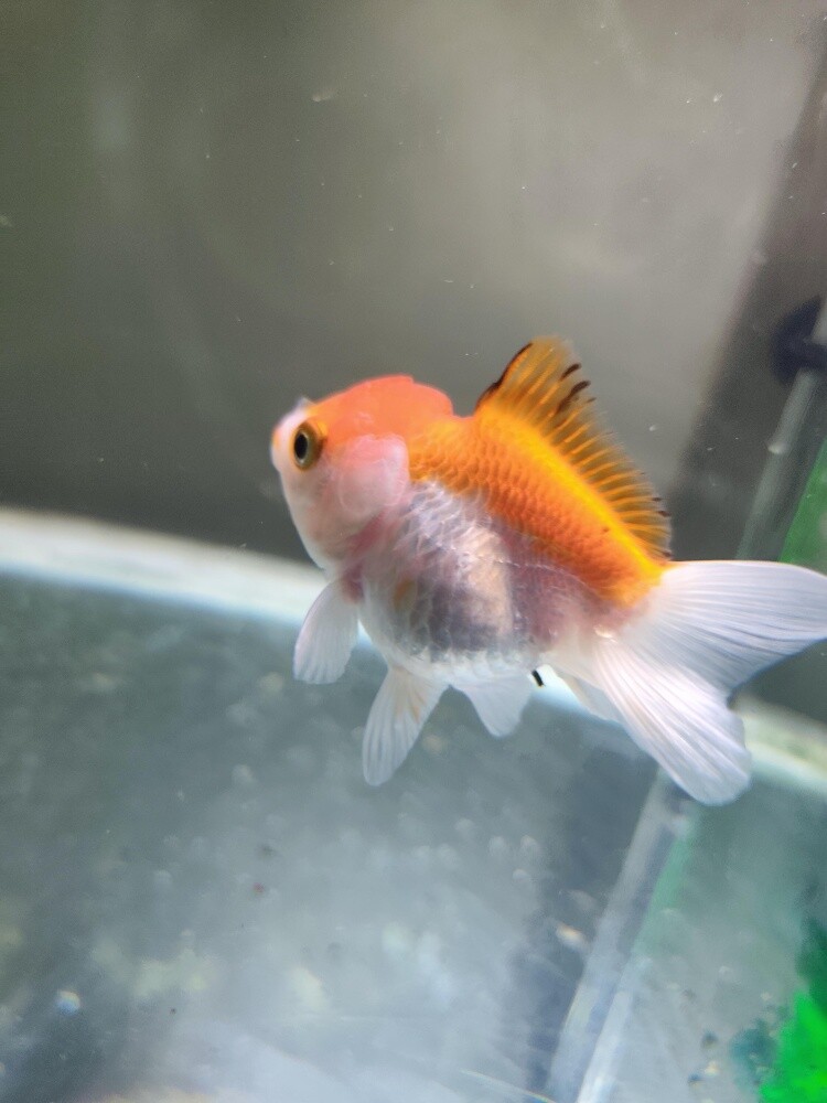aquarium fish (goldfish/koi) - 3