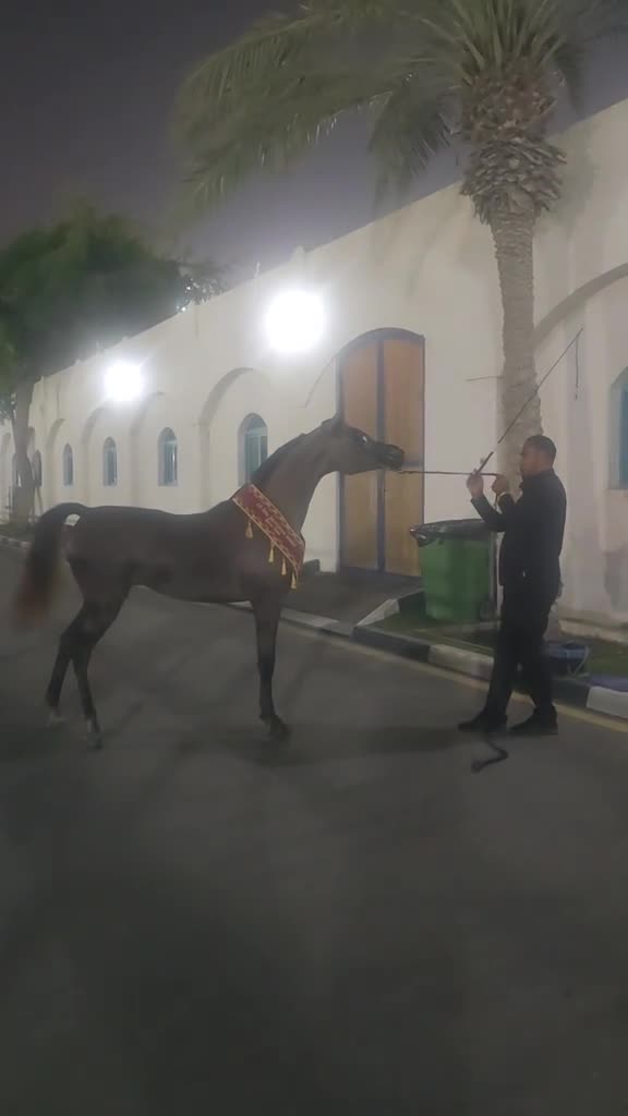 خبير تدريب وعروض خيول الجمال - 1