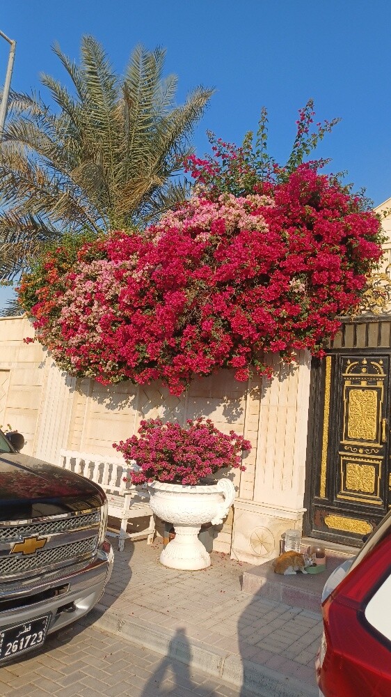 صيانه دوريه للحدائق - 6