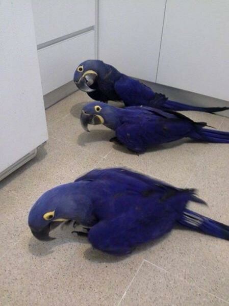 Hyacinth Parrots For Adoption - 1
