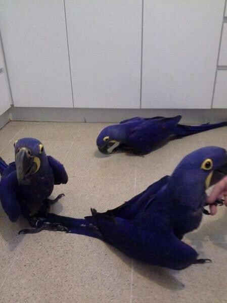 Hyacinth Parrots For Adoption - 2