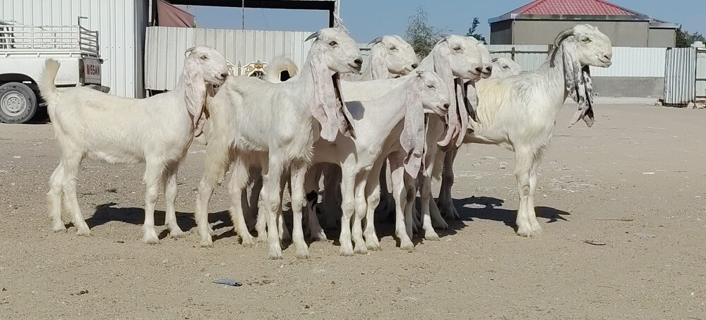 مطلووووب حلال - 1