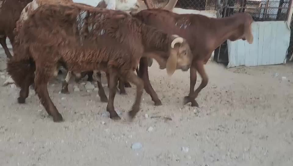 خرفان سوداني طيبه مشالله - 1