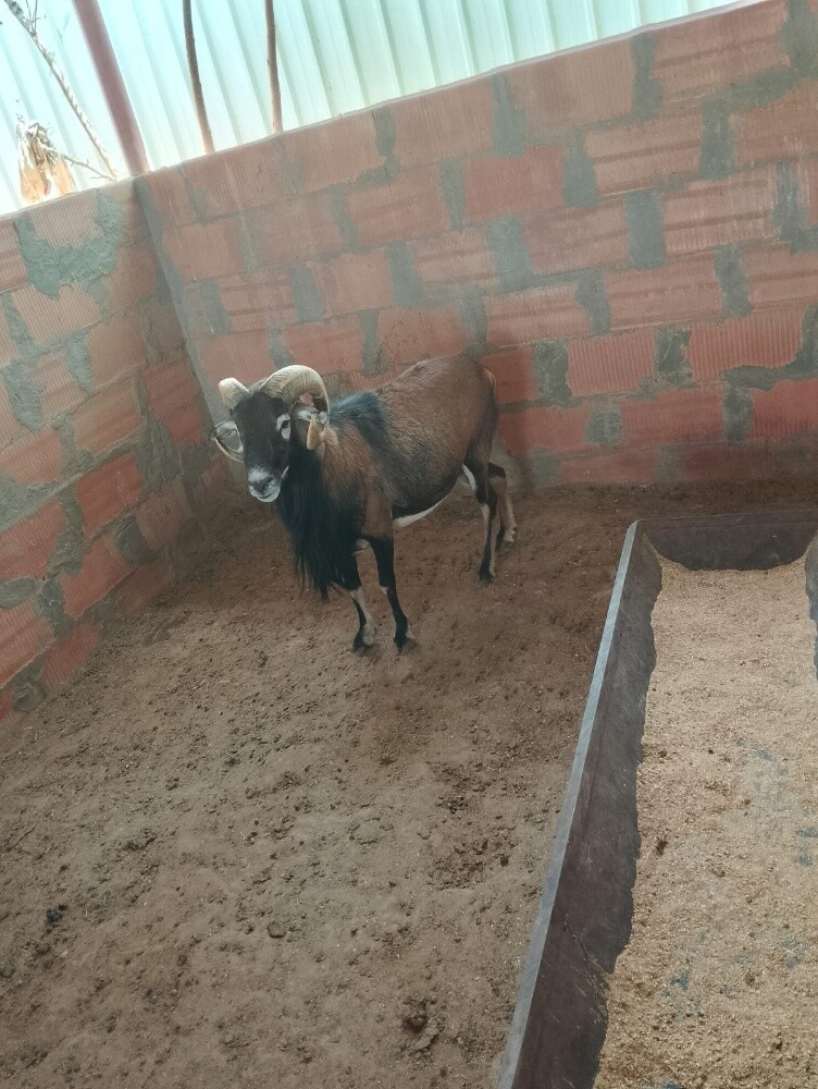 وعول ضأن - 2