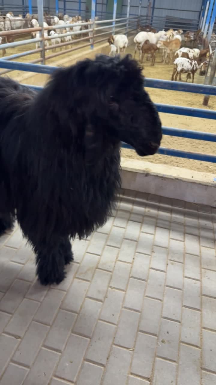 جذع صنف - 3