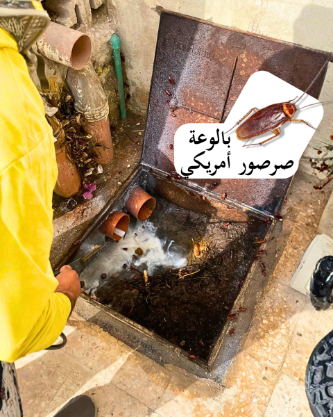خدمة مكافحة الحشرات في الدوحة - 6
