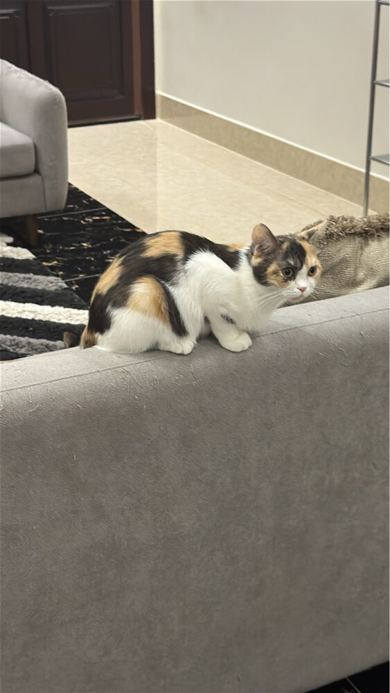 domestic  cat - 2