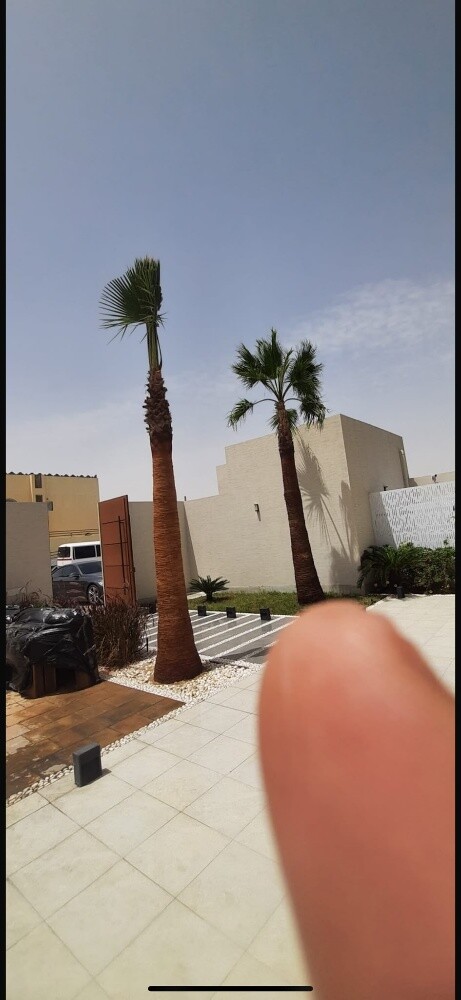 زراعه النخل - 2