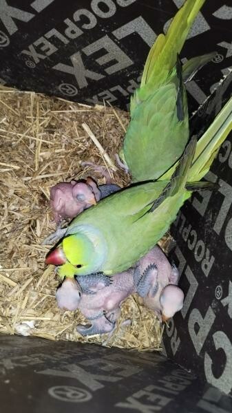 Indian ring neck parrot green - 2