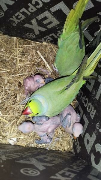 Indian ring neck parrot green - 3