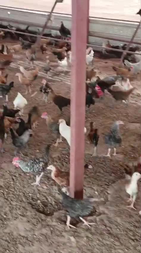 للبيع دجاج بلدي - 1