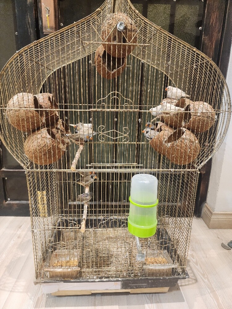 6 pairs of zebra finches, 1 chick - 2