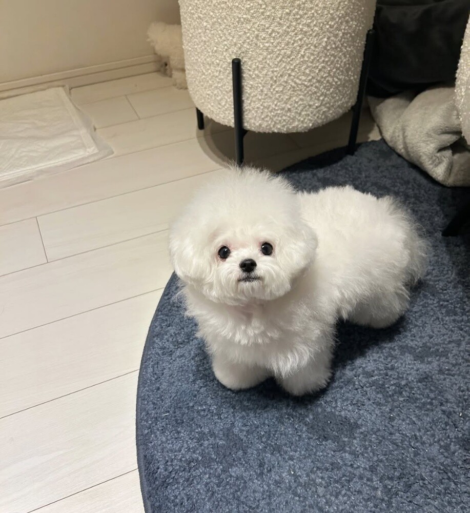 Maltese Puppy - 2